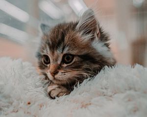 Preview wallpaper kitten, cat, animal, cute, brown