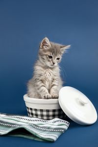 Preview wallpaper kitten, cat, animal, pet, gray, cute