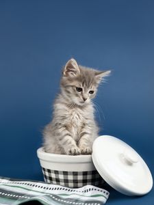 Preview wallpaper kitten, cat, animal, pet, gray, cute