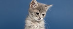 Preview wallpaper kitten, cat, animal, pet, gray, cute