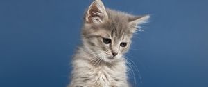 Preview wallpaper kitten, cat, animal, pet, gray, cute