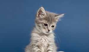 Preview wallpaper kitten, cat, animal, pet, gray, cute
