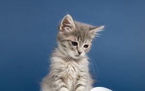 Preview wallpaper kitten, cat, animal, pet, gray, cute