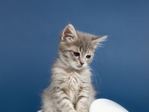 Preview wallpaper kitten, cat, animal, pet, gray, cute