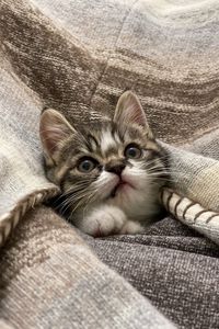 Preview wallpaper kitten, cat, animal, cute