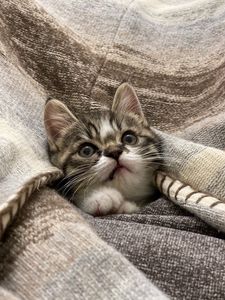 Preview wallpaper kitten, cat, animal, cute
