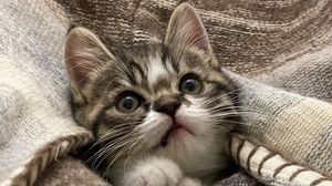 Preview wallpaper kitten, cat, animal, cute