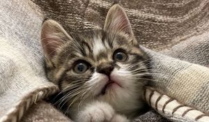 Preview wallpaper kitten, cat, animal, cute