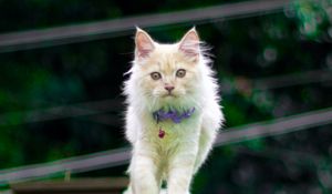 Preview wallpaper kitten, cat, animal, pet, fluffy, cute