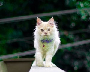 Preview wallpaper kitten, cat, animal, pet, fluffy, cute