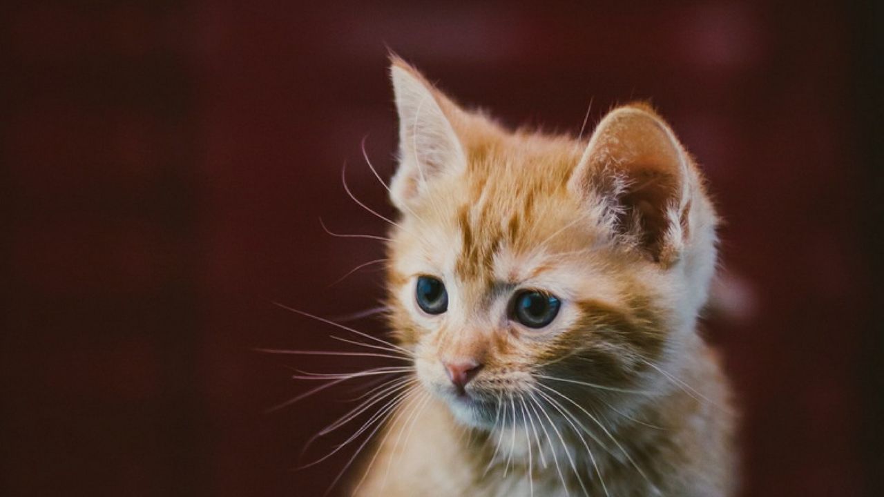 Wallpaper kitten, cat, animal, red, cute
