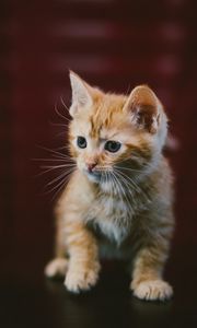 Preview wallpaper kitten, cat, animal, red, cute
