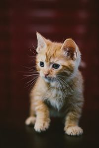 Preview wallpaper kitten, cat, animal, red, cute