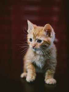 Preview wallpaper kitten, cat, animal, red, cute