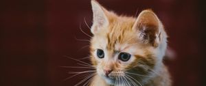 Preview wallpaper kitten, cat, animal, red, cute