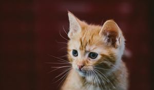 Preview wallpaper kitten, cat, animal, red, cute