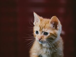 Preview wallpaper kitten, cat, animal, red, cute