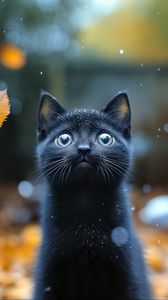 Preview wallpaper kitten, cat, autumn, snow, cute