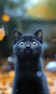 Preview wallpaper kitten, cat, autumn, snow, cute