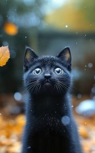 Preview wallpaper kitten, cat, autumn, snow, cute