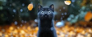 Preview wallpaper kitten, cat, autumn, snow, cute