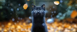 Preview wallpaper kitten, cat, autumn, snow, cute