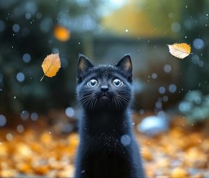 Preview wallpaper kitten, cat, autumn, snow, cute