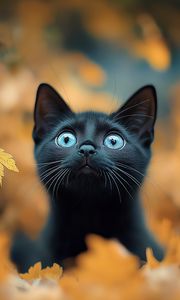 Preview wallpaper kitten, cat, autumn, fallen leaves, cute