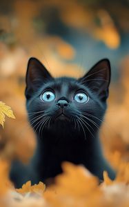 Preview wallpaper kitten, cat, autumn, fallen leaves, cute