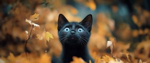 Preview wallpaper kitten, cat, autumn, fallen leaves, cute