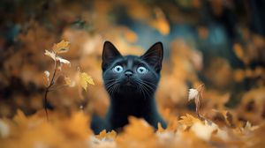 Preview wallpaper kitten, cat, autumn, fallen leaves, cute