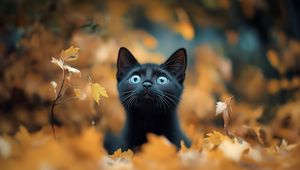 Preview wallpaper kitten, cat, autumn, fallen leaves, cute