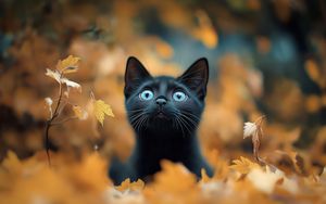 Preview wallpaper kitten, cat, autumn, fallen leaves, cute