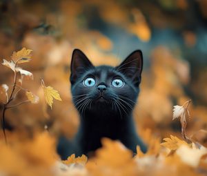 Preview wallpaper kitten, cat, autumn, fallen leaves, cute