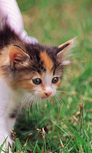 Preview wallpaper kitten, cat, basket, grass, beautiful