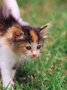 Preview wallpaper kitten, cat, basket, grass, beautiful