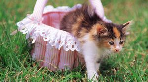 Preview wallpaper kitten, cat, basket, grass, beautiful