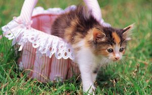 Preview wallpaper kitten, cat, basket, grass, beautiful