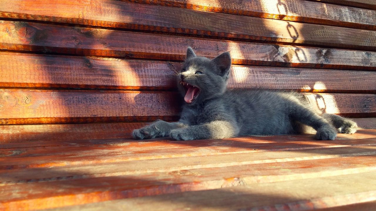 Wallpaper kitten, cat, bench, yawning