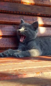 Preview wallpaper kitten, cat, bench, yawning