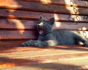 Preview wallpaper kitten, cat, bench, yawning