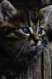 Preview wallpaper kitten, cat, blue-eyed, cute