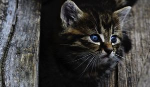 Preview wallpaper kitten, cat, blue-eyed, cute