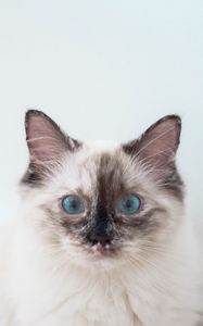 Preview wallpaper kitten, cat, blue-eyed, pet