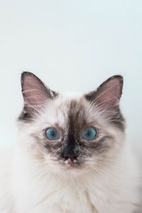 Preview wallpaper kitten, cat, blue-eyed, pet
