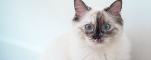 Preview wallpaper kitten, cat, blue-eyed, pet