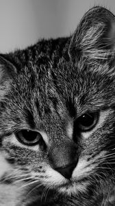 Preview wallpaper kitten, cat, bw, gray, pet