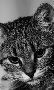 Preview wallpaper kitten, cat, bw, gray, pet