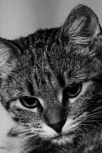 Preview wallpaper kitten, cat, bw, gray, pet