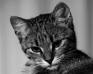 Preview wallpaper kitten, cat, bw, gray, pet